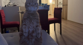 Не имя: 3 звука, на которые кошка откликнется всегда - про них обязан знать каждый хозяин